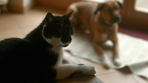 Katz' und Hund - ein Team!