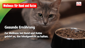 Das aktuelle Fressnapf InstoreTV