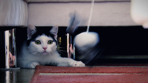 Katzen lieben Spiele